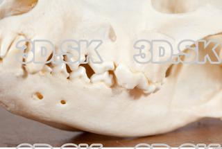 Skull photo reference 0031